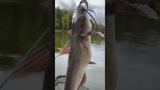 Giant Channel Catfish In A Small Kayak #shorts