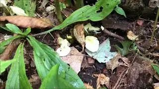 Tropical looking Ginger hardy in northern New Jersey