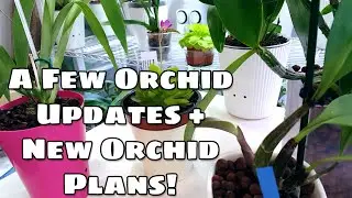 Orchid Room Updates! Progress on some Recovering Orchids and New Plans!