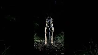 Once the K9 Locks On&hellip; It&rsquo;s Over