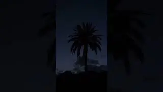 Palm tree at dusk in Nijar Cabo de Gata
