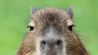 Shrek is love, Shrek is LIFE- Capybara Rush
