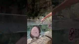 Stingray feeding