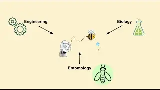Tracking bees with radar | Interdisciplinary research