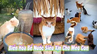 🐾 Biến H&oacute;a Bể Nước Si&ecirc;u Xịn Cho M&egrave;o Con 😻 #th&uacute;cưng #vậtnu&ocirc;i #ch&oacute;m&egrave;oh&agrave;ihước #funny #pets #cat #cute