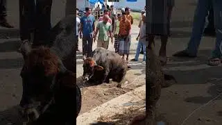 sapi galak, sapi jumbo #shorts #sapibrahman #bigcow