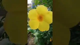 bunga terompet kuning
