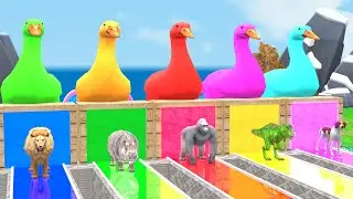 5 Giant Duck Cartoon,Lion,Hippo,Gorilla,T-Rex,Dog,Paint Wild Animals Crossing Fountain Animation