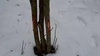 Rub Line