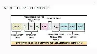 ARABINOSE OPERON