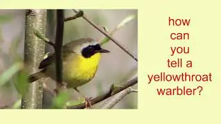 warbler song