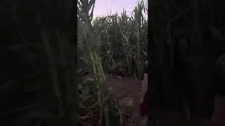 Let&rsquo;s do a corn maze.  Live oak canyon 2025. #fallfestival #pumkinpatch