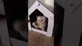 CatHouse Vibes 😻 Livestream
