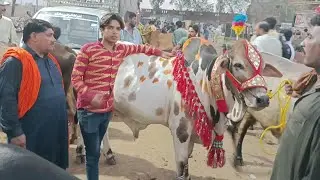 Buchro k rate shahpur kanjra mandi Lahore.