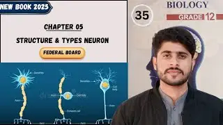 Neuron ||Types of Neuron on the base of Function & Structure ||Chapter 05 || Class 12 Federal Board