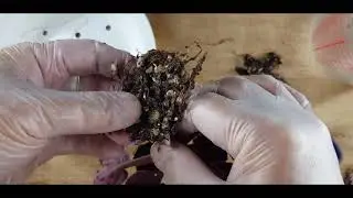 Show Preparation - Part 1 - Repotting To Regrow.mp4