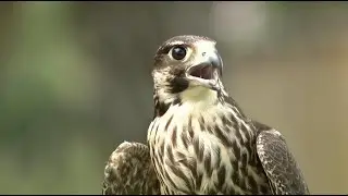 PHELONY THE FALCON