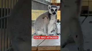 HELP COCO SHE GOT ATTACKED! We are a non profit #explore #animals #wildlife