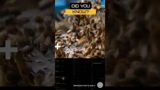 Bee's Communication | #viral