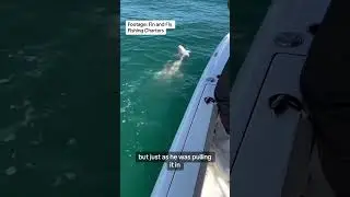 Group of sharks goes into a feeding frenzy next to Florida man's boat