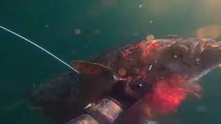 I dronningens rike 2025: Spearfishing halibut in Northern Norway