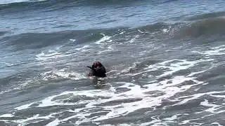 Wait for it&hellip; soft mouth golden retriever
