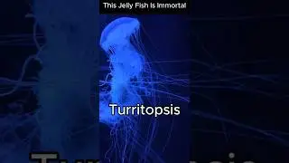 This Jellyfish Can Live Forever 😱 #Shorts  #facts #factopia  #animaltrivia #didyouknow #animalfacts