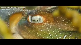South Australian Marine Life with species I.D.