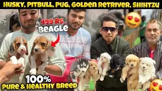 Cheapest Dogs Market In Delhi | German Shepherd, Husky, Shihtzu, Cats | Dogs in 699₹ | Sky Pet Shop