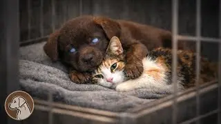 Nobody wanted this half-blind Labrador puppy until a shelter cat curled up against him