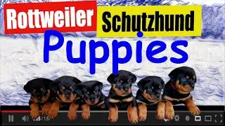 Shaping behaviour of a 9 week old Rottweiler puppy