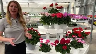 Selecta One Geraniums NEW for 2023