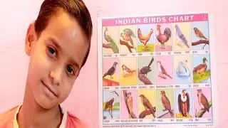INDIAN BIRDS NAME CHART | BIRDS NAME FOR KIDS | BIRDS NAME IN HNDI |