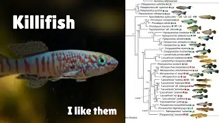 Looking at Killifish of The Old World (paper timeeee)