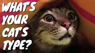 Secrets of the Cat Personality Types: Which One is Yours?