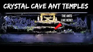 I Created a CRYSTAL CAVE TEMPLE Terrarium for My Ants