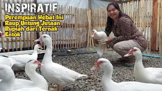 LUAR BIASA ! PEREMPUAN INI RAUP UNTUNG JUTAAN RUPIAH DARI TERNAK ENTOK JUMBO