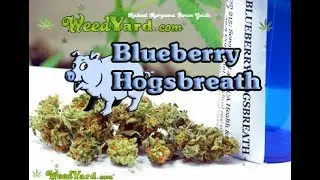 Blueberry Hawgsbreath medical marijuana - www.WeedYard.com