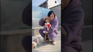 Save a Stray Dog