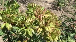 Rosa chinensis &acute;Viridiflora&acute; (pozdn&iacute; l&eacute;to, z&aacute;ř&iacute;)