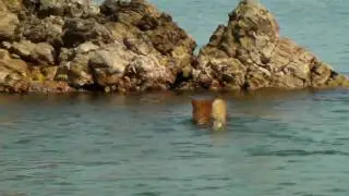 柴犬ジローの遠泳'2010　shiba inu