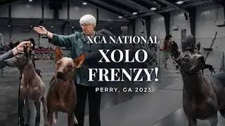 Xolo Frenzy - Xolo Club of America National