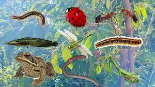 Nice Catch insects Cute in the Frog, garden, snails, Ant, Mantis, Grasshopper, Caterpillars, ladybug