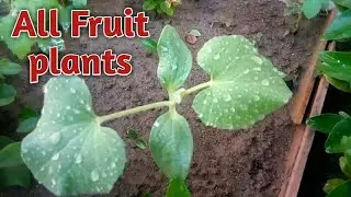 Growing Fruit plants from seeds UPDATE | Part 1 || SA Gardening