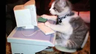 LOLZ CATS