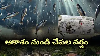 ఆకాశం నుండి చేపల వర్షం మీరు చూసారా ? #facts