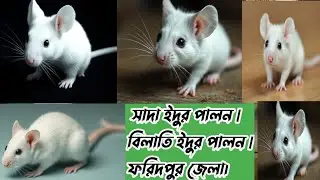 সাদা ইদুরের দাম | সাদা ইদুর পালন | বিলাতি ইদুর পালন | White Rat | Sada Edur Palon | Bilati idur