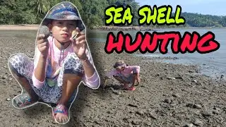 SUPER LOW TIDE SEARCHING FOR SEA SHELL,..