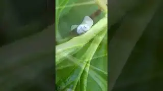 Citrus Flatid Planthopper on Viburnum￼￼ stem
