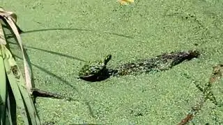 Turtle sunning itself